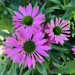 Echinacea 'Sunseekers Bubblelicious'